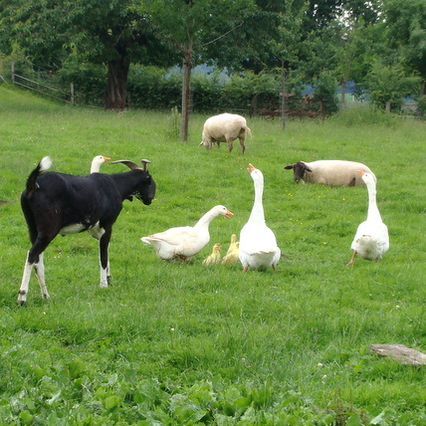 Hoeve de witte gans boerderij dieren
